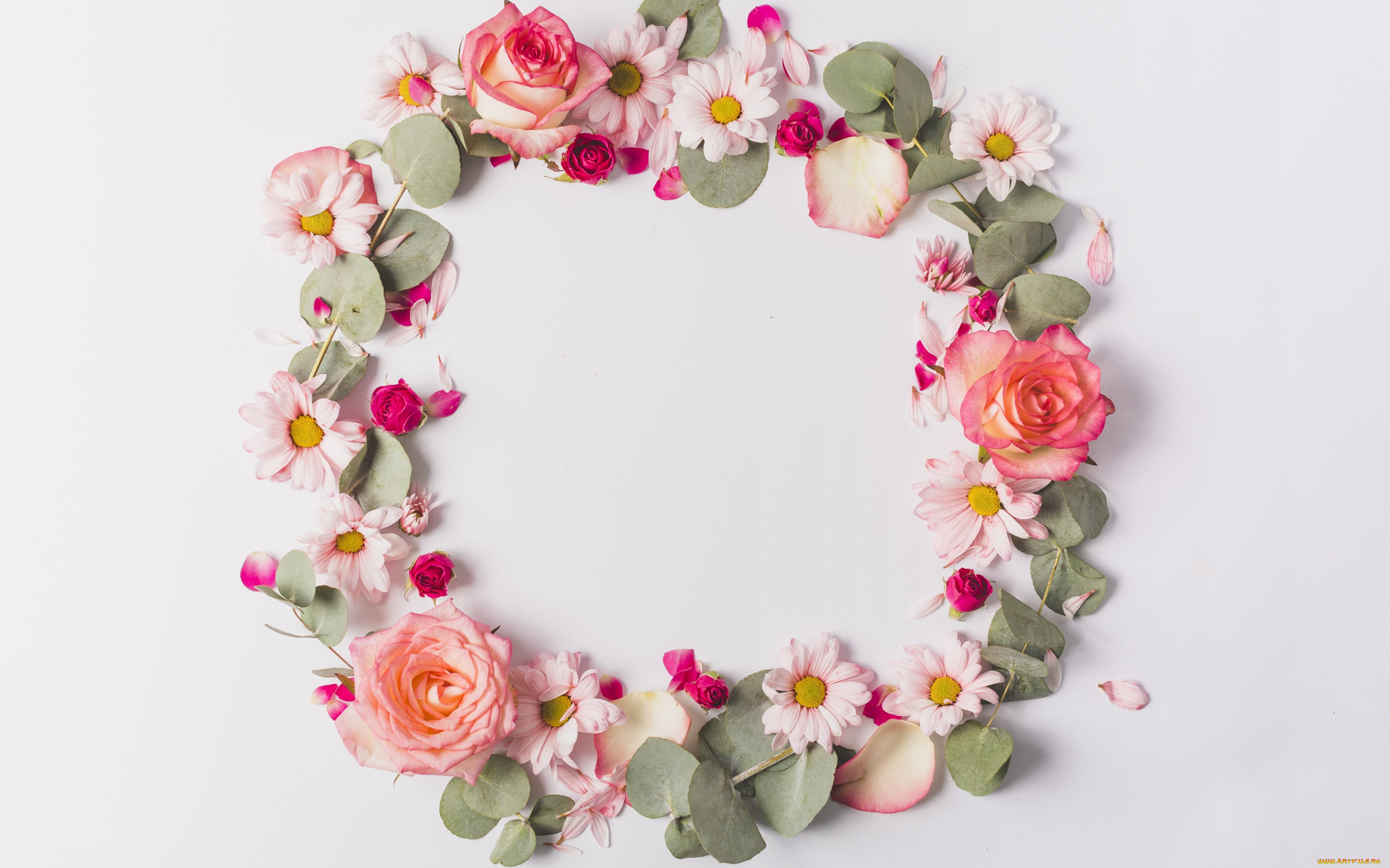 , ,  , petals, tender, , pink, , , fresh, , rose, flowers, frame